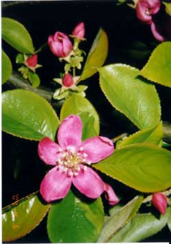 花梨(かりん)の花