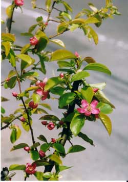 花梨(かりん)の花