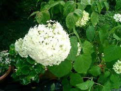 白い紫陽花をご存知ですか?