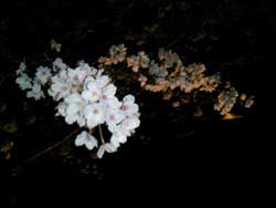 満開の桜