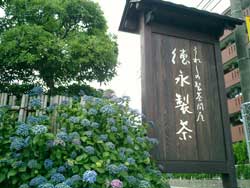 梅雨なのに