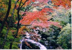 嬉野・春日渓谷の秋