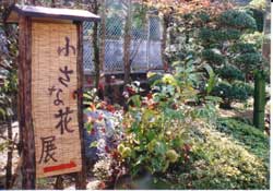 小さな花展