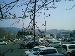 桜の開花