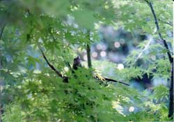 ヒヨの巣籠もり