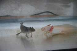 ウ-パ-ル-パ-