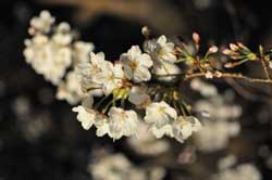 夜桜