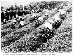 Tea picking scene in front of the Emperor Showa (1949 Ureshinomachi)