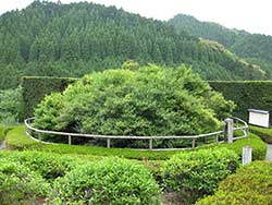 Yoshimura Shinbei and his Big Tea Tree